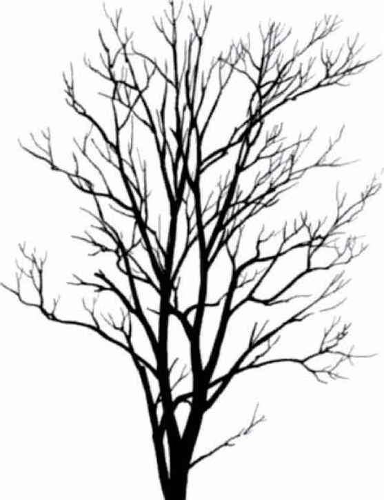 Cedar Tree Silhouette Clipart - Free to use Clip Art Resource