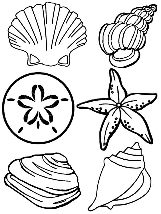 Seashells, Coloring pages and Coloring