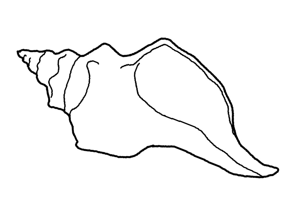 seashells cartoon Colouring Pages