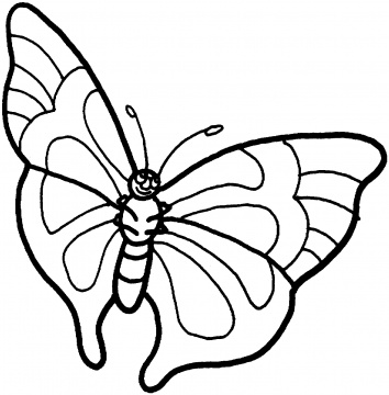 Butterfly Coloring Page - Z31 Coloring Page