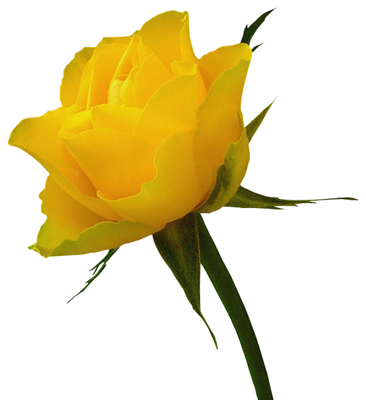 Yellow Rose Clipart