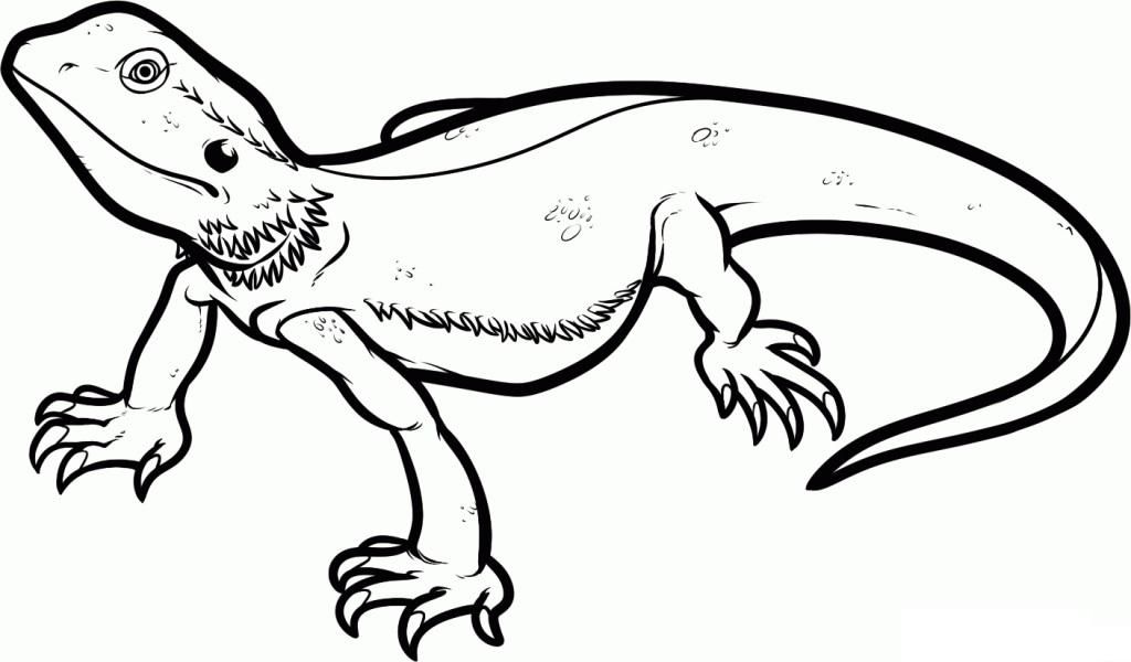 Bearded Dragon Coloring Pages - AZ Coloring Pages