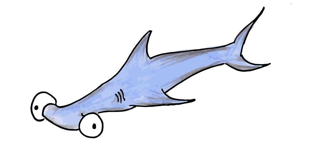 hammerhead shark | bluebison.net