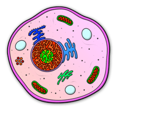 human cell clipart - photo #23