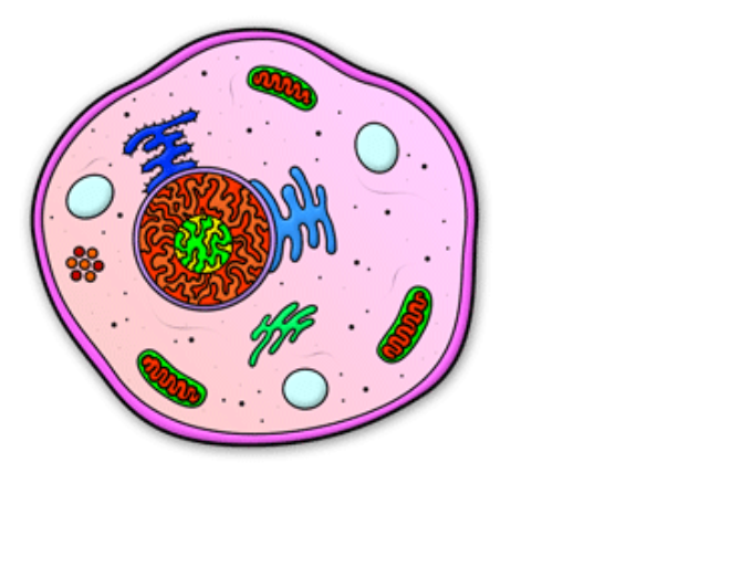 Animal Cell Cartoon - ClipArt Best