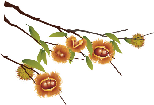 Chestnut Trees Clip Art Clip Art, Vector Images & Illustrations ...