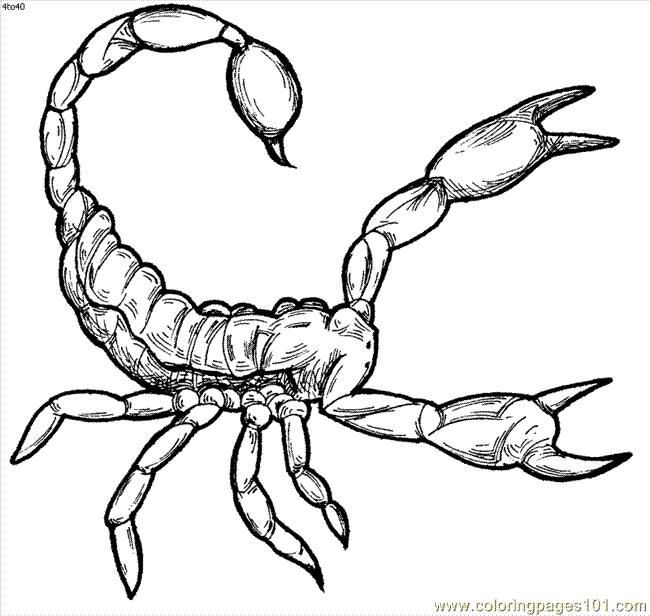 Geography Blog: Scorpion Coloring Pages