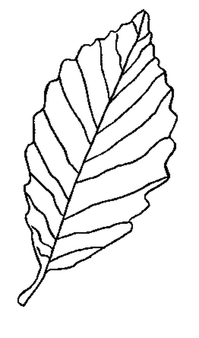 Fall Leaf Coloring Pages for School Projects Car Trips