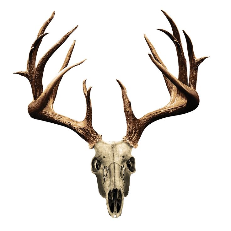 Deer Skull Drawing | Deer Skull ...