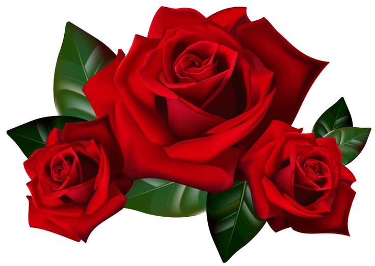 Red rose clipart png