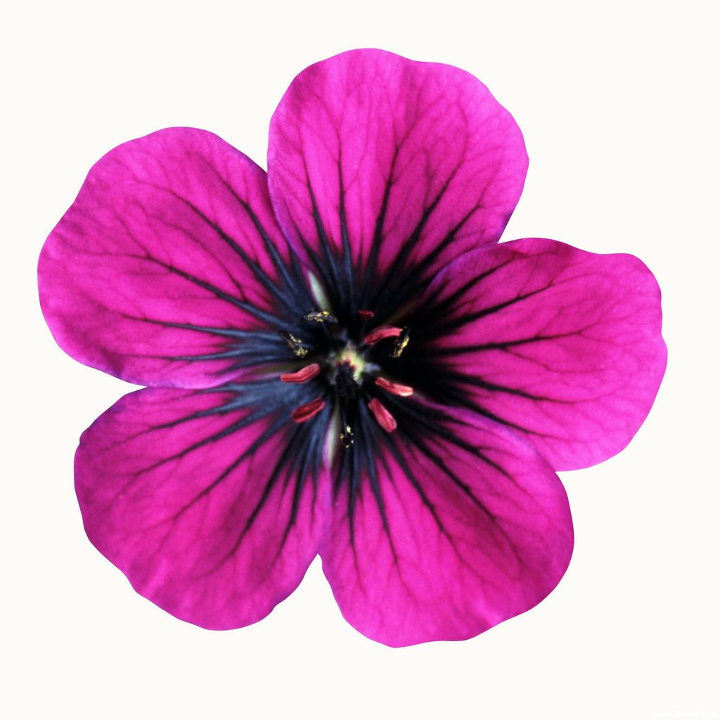 Free printable flowers pictures ClipArt Best ClipArt Best