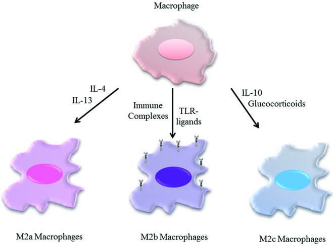 Schematic representation of the polarization of the M2 macrophages ...