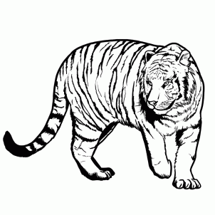 How to Draw a Bengal Tiger, Draw Tigers, Step by Step, safari ...