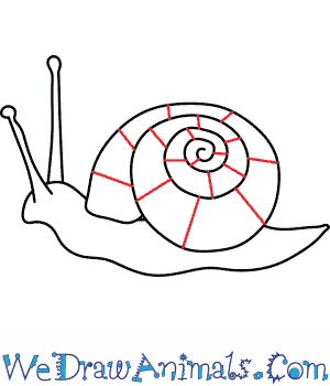 How to Draw a Snail