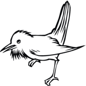 Hermit Thrush coloring page | Free Printable Coloring Pages