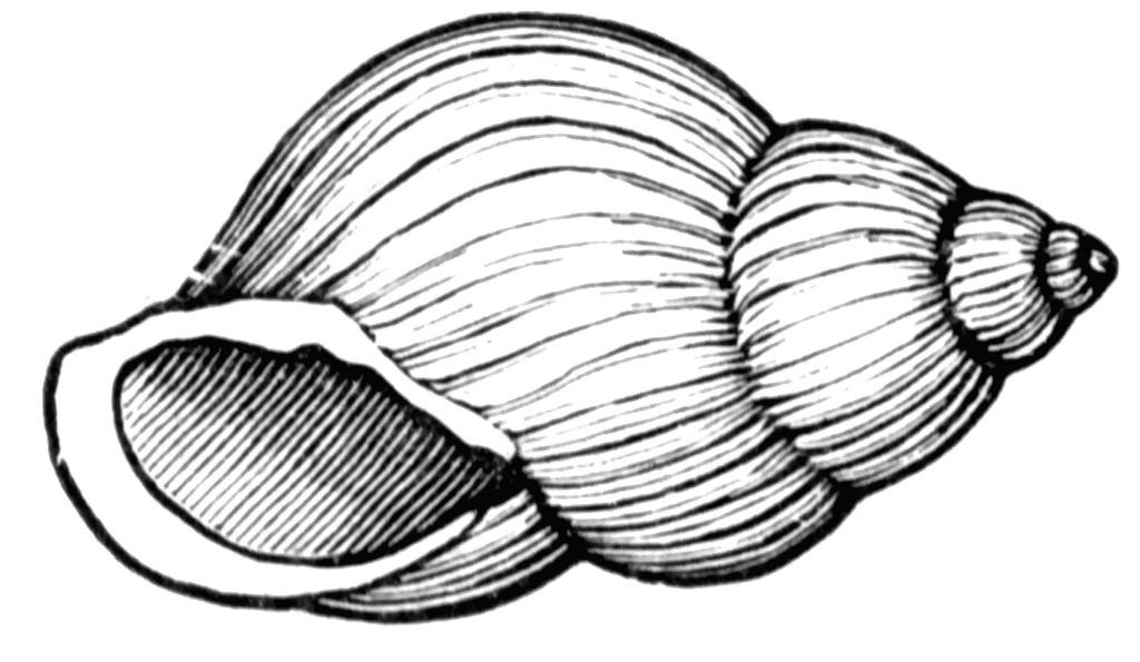 Shell | Free Download Clip Art | Free Clip Art