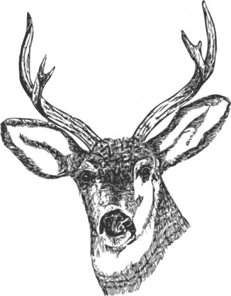 Deer Head clip art Free vector in Open office drawing svg ( .svg ...