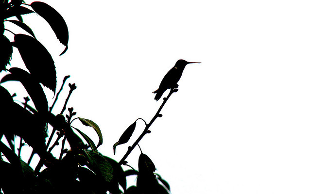 Silhouette Hummingbird | Flickr - Photo Sharing!
