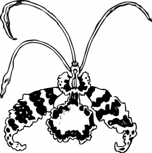 Butterfly Orchid clip art | Download free Vector