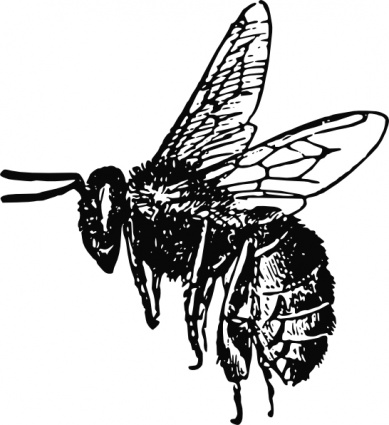 Bee clip art vector, free vectors