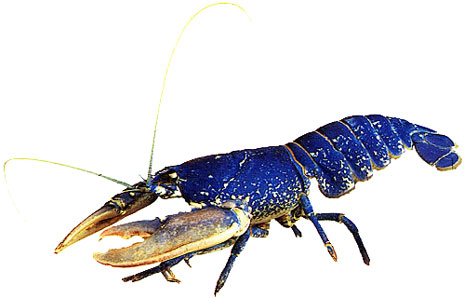 Jointed blue lobster - Free Clip Art - DK Books