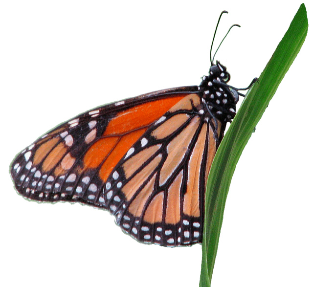 Wanderer or Monarch butterfly clipart, lge,13cm | Flickr - Photo ...