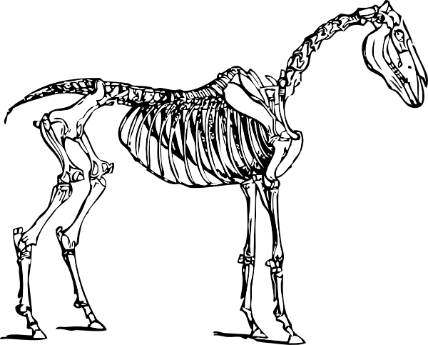 Horse Skeleton clip art - vector clip art online, royalty free ...