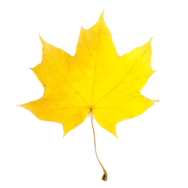 Autumn Leaf Clipart