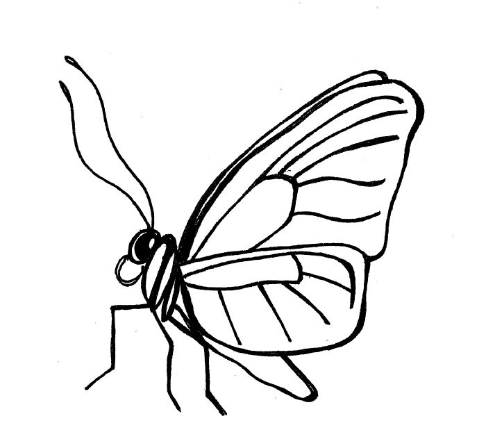 Butterfly In Flower Image In Line Drawing - ClipArt Best