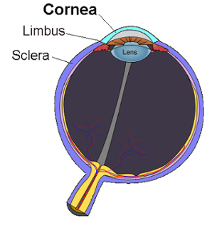 cow eye diagrams cow eye diagrams