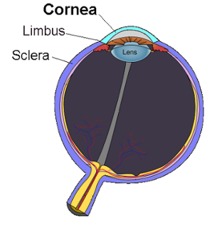 Cow Eye Diagram - ThingLink