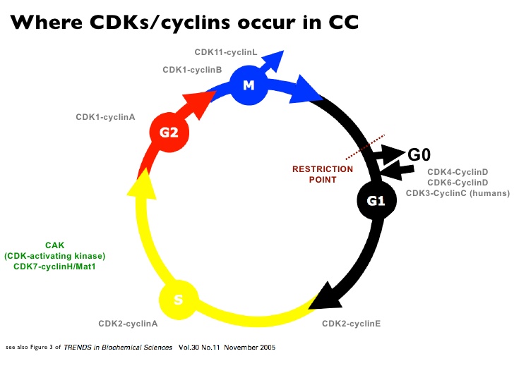 318 views Introduction to the Cell Cycle (Tutorial)