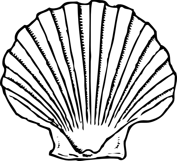 Gallery For > Seashell Outlines