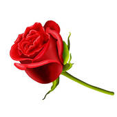 Single red rose clipart