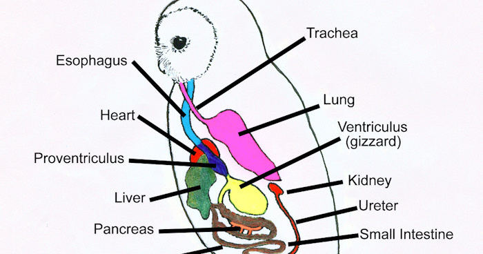 Digestion in Owls - The Owl Pages