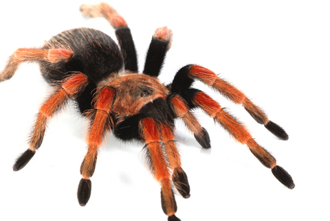 Popular, Mexicans and Tarantulas for sale