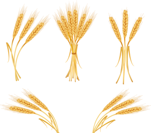 wheat Vector Free Download