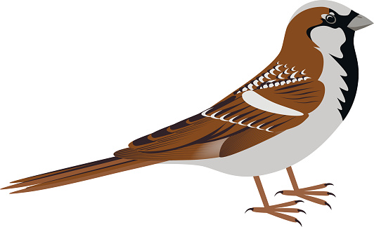 Sparrow Clip Art, Vector Images & Illustrations