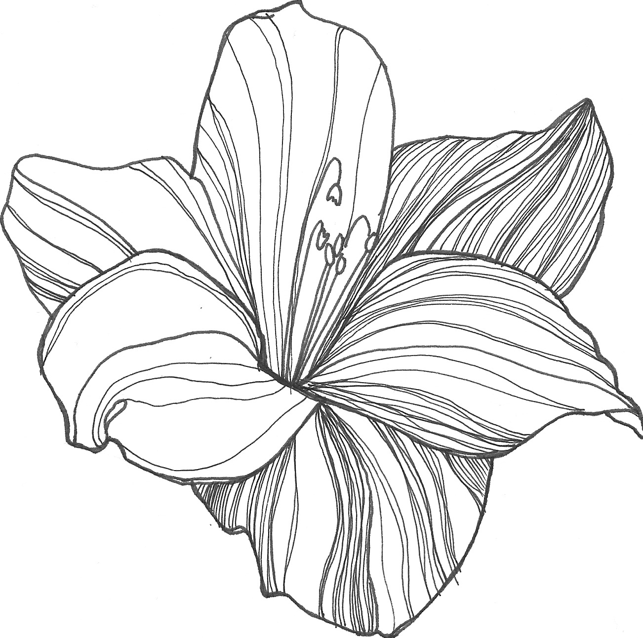 lily-flower-tattoo-ideas-clipart-best