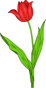 colored-tulip-md.png