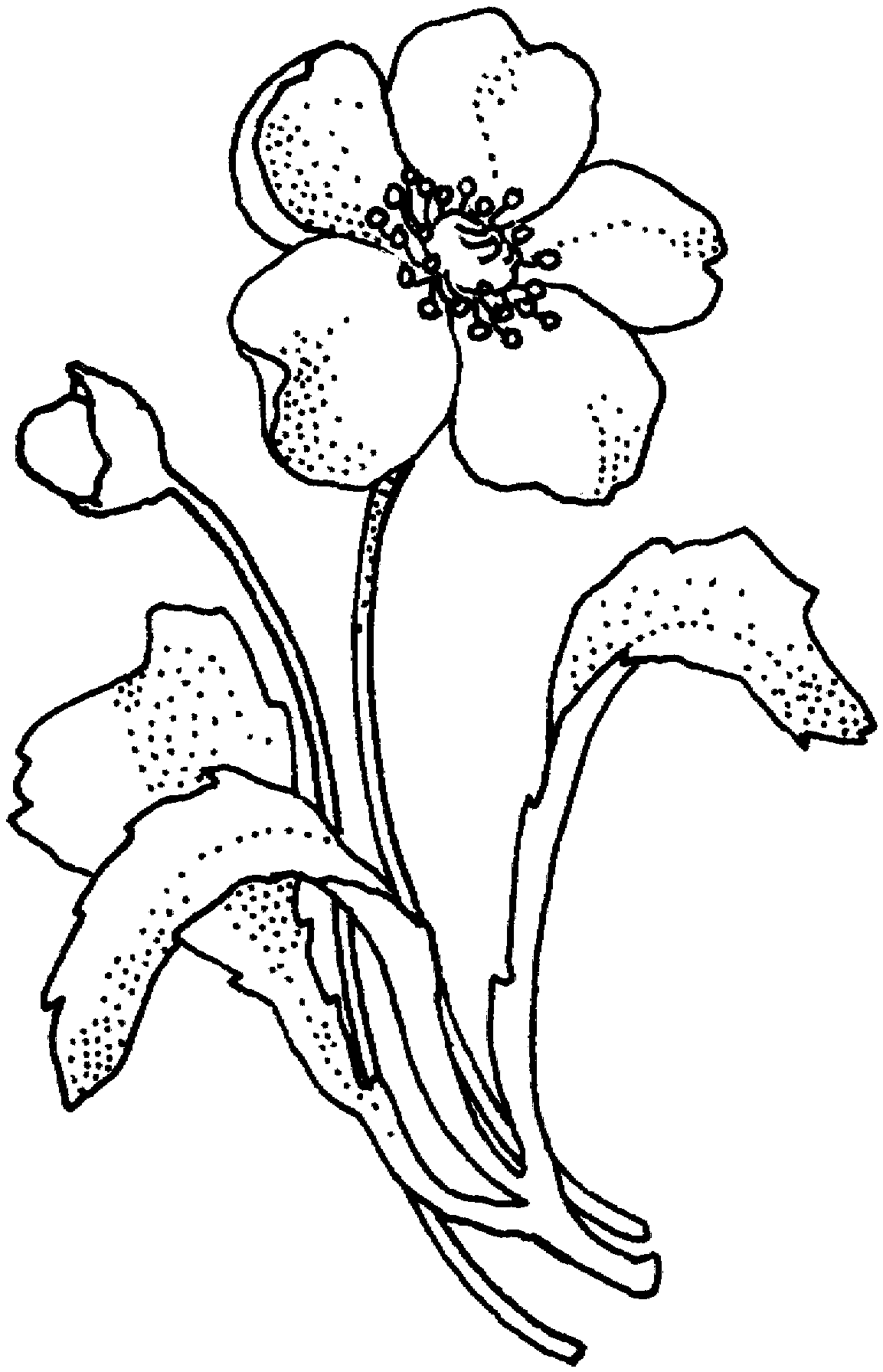 Papaveraceae Poppy Flower Coloring Online | Super Coloring