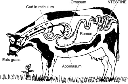 Ruminant Digestive System Color Sheets - ClipArt Best