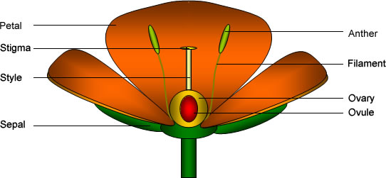 inside a flower diagram Gallery