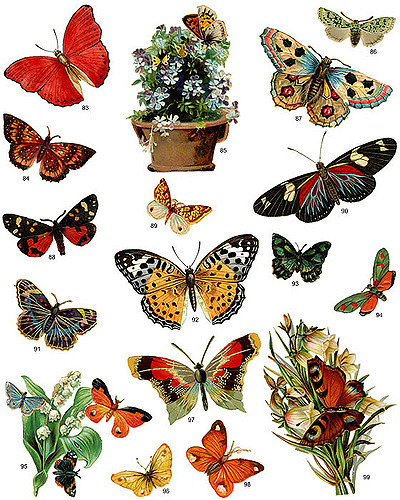 Full-Color Decorative Butterfly Illustrations CD-ROM and B… | Flickr