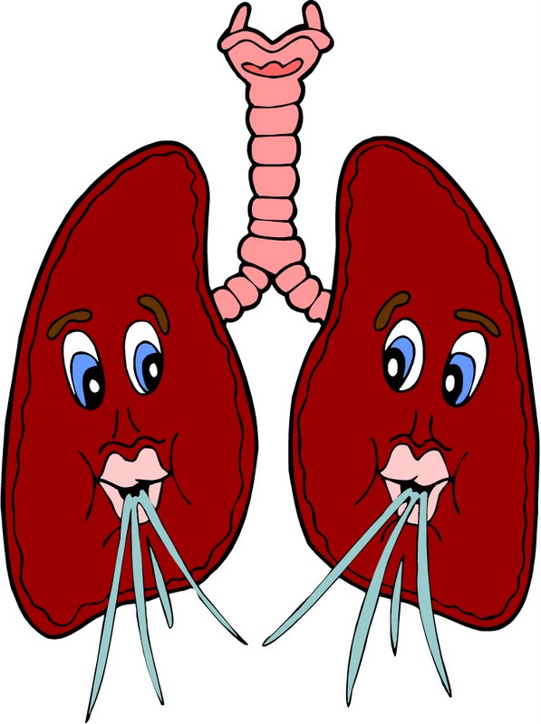 Lungs Clipart