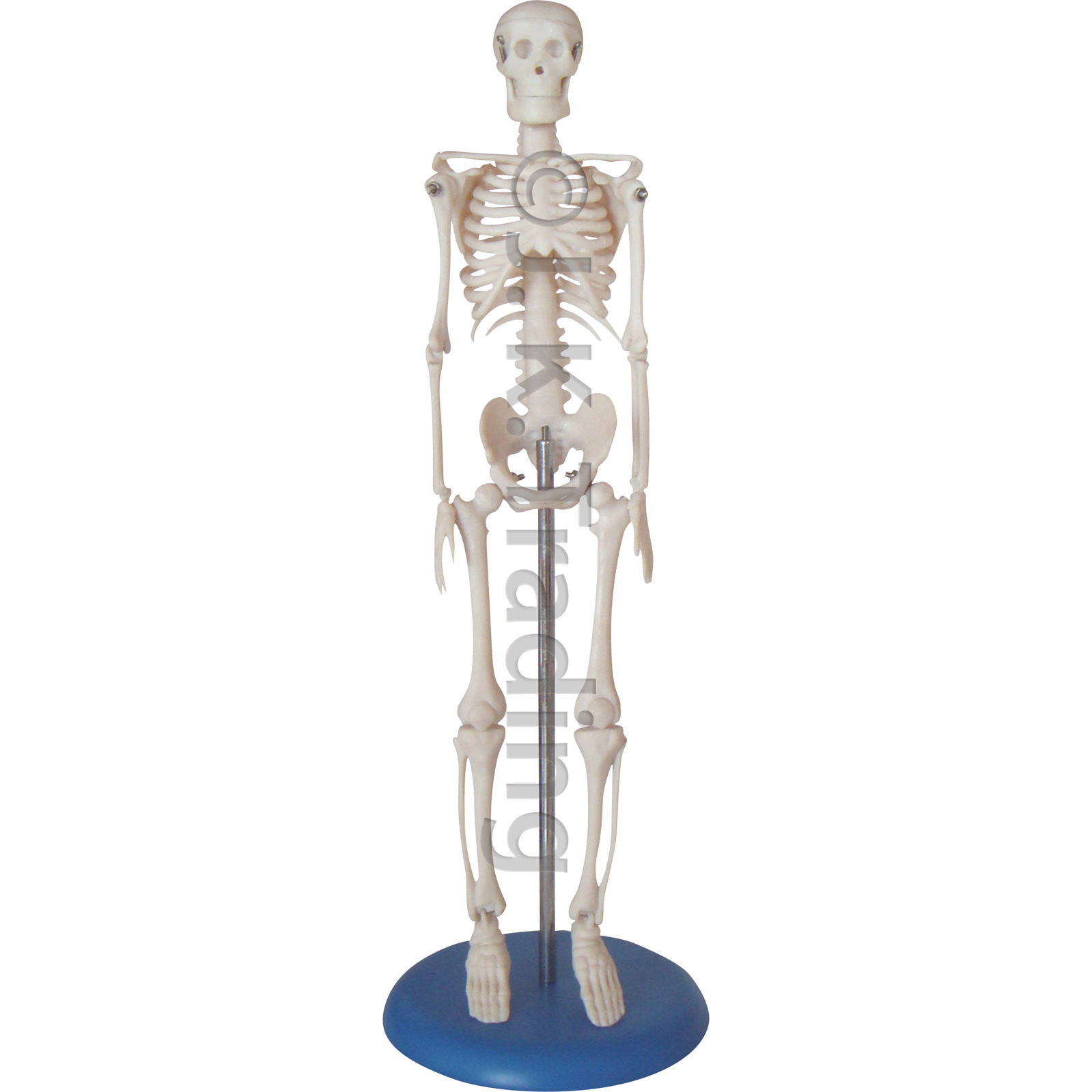 skeleton mini figure
