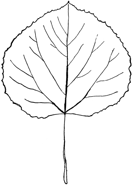 aspen tree clip art images - photo #1