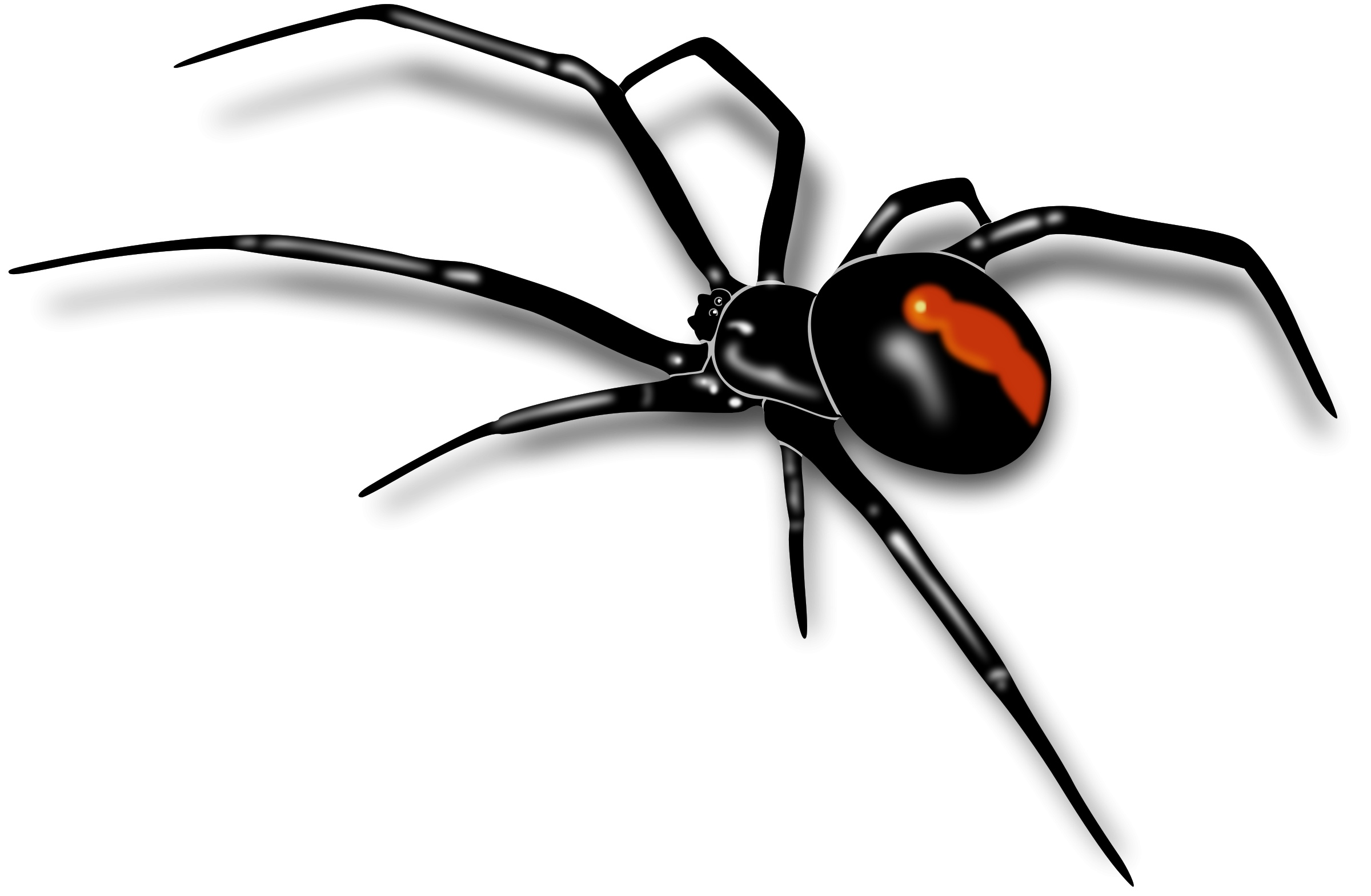Black Widow Spider PNG Pic | PNG Mart