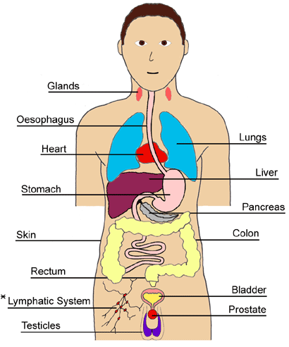 Pictures Of Body Organs - ClipArt Best - ClipArt Best