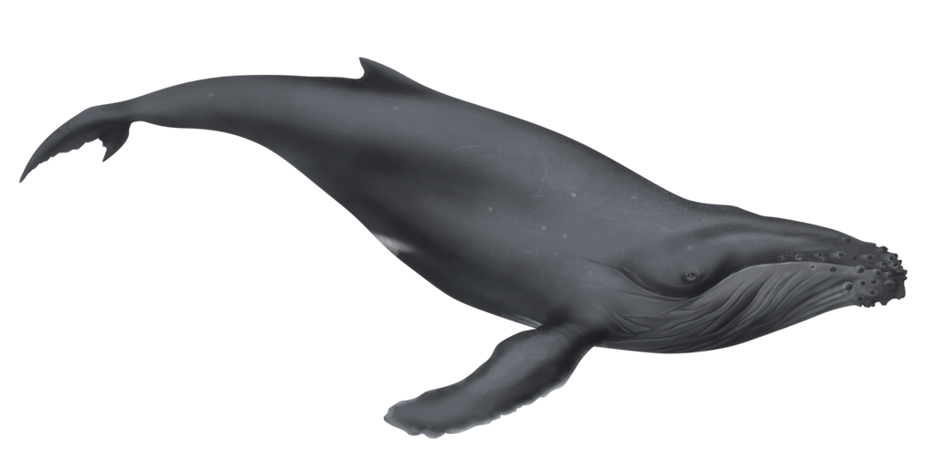 Cartoon Humpback Whale | Free Download Clip Art | Free Clip Art ...